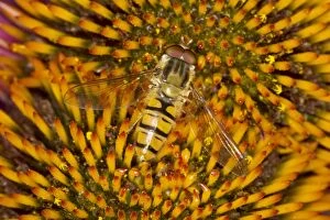 Marmalade Hover Fly - on Echinacea Flower