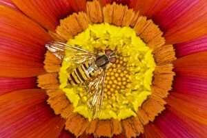 Marmalade Hover Fly - on Gazania flower