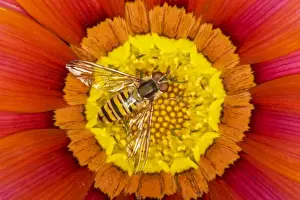 Collection Prints: Marmalade Hover Fly - on Gazania flower - Essex, UK IN000814