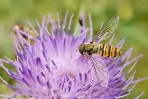 Images Dated 20th July 2010: Marmalade Hoverflies - feeding on thistle flower