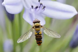 Bumblebees Prints: Marmalade Hoverfly - on Agapanthus Flower Episyrphus balteatus Essex, UK IN001143