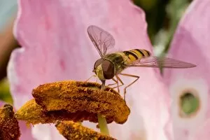 Images Dated 15th August 2010: Marmalade Hoverfly - feeding on lily flower