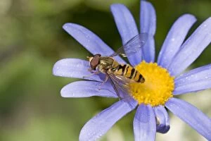 Marmalade Hoverfly / Fly - (Syrphidae family) - on flower