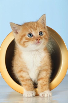 Ginger And White Collection: Marmalade and White Kitten ME 913 Cat emerging from pot © Johan De Meester / ARDEA LONDON