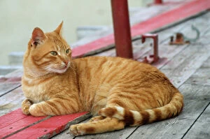 Orange Collection: Marmarlade Cat