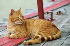 Orange Prints: Marmarlade Cat