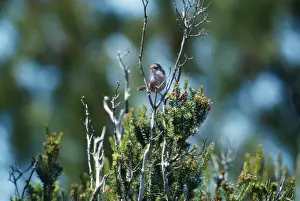 Marmora's Warbler RES 7 Juvenile Sylvia sarda © George Reszeter / ardea. com