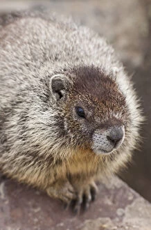 Images Dated 13th August 2010: Marmot at Palouse Falls State Park
