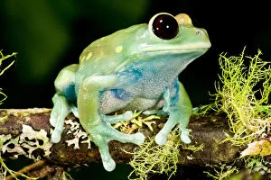 Maroon Big Eye Treefrog, Leptopelis uluguliensis
