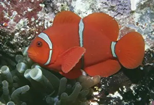 Indo Pacific Prints: Maroon / Spine-cheeked Clownfish / Anemone Fish - Indo Pacific