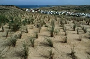 Images Dated 3rd July 2008: Marram or Beach grass Ammophila arenaria planted to stabilise sand dunes Hayle Cornwall UK