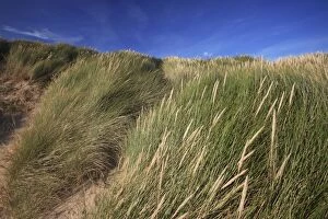 Images Dated 6th October 2007: Marram Grass - on coastal sand dunes, Northumberland National Park, England