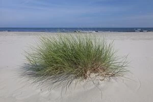 Marram Grass Marram Grass on sand dunes at summer Swede