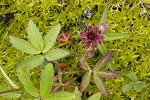 Images Dated 11th July 2006: Marsh cinquefoil growing on bog surface; in flower