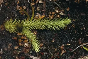 Heath Prints: Marsh Club Moss