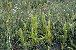 Images Dated 9th February 2011: Marsh Clubmoss ROG 4667 Lycopodiella innundata © Bob Gibbons / ardea.com