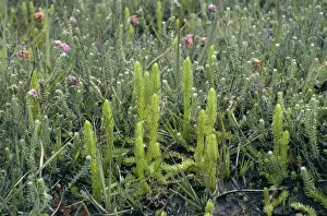 Heath Prints: Marsh Clubmoss ROG 4667 Lycopodiella innundata © Bob Gibbons / ardea. com
