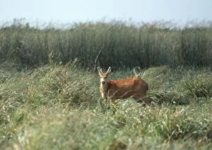 Images Dated 13th February 2007: Marsh Deer - In long grass. Esteros de Ibera, Corrientes Province, Argentina