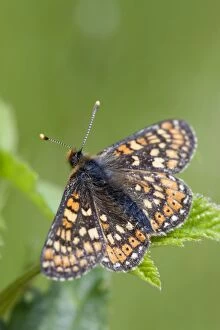 Beasty Gallery: Marsh Fritillary Butterfly