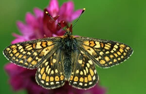 Butterflies Collection: Marsh Fritillary Butterfly - on early marsh orchid