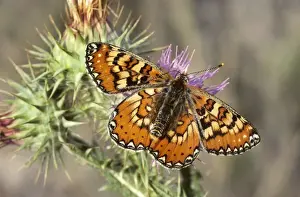 Fritillary Prints: Marsh Fritillary Butterfly - Spain