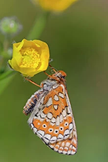 Lepidoptera Gallery: Marsh Fritillary Butterfly - UK