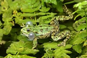 Marsh Frog - croaking male defending its territory