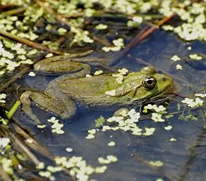 Images Dated 23rd June 2009: Marsh Frog - Europe
