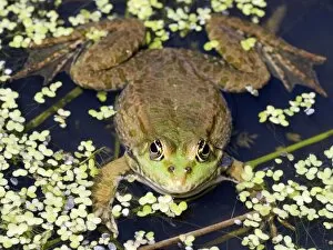 Images Dated 23rd June 2009: Marsh Frog - Europe