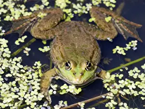 Introduced Species Prints: Marsh Frog - Europe