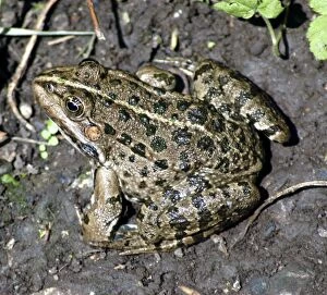 Images Dated 14th June 2006: Marsh frog, Europe- introduced to England