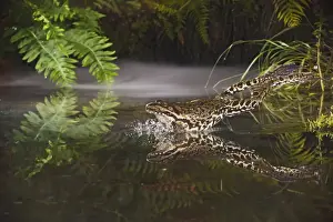 Marsh Frog - jumping into misty pond - controlled conditions 14920