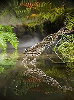 Marsh Frog - jumping into misty pond - controlled conditions 14923