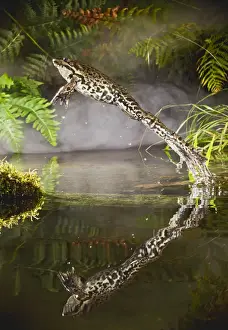 Marsh Frog - jumping from misty pond - controlled conditions 14929