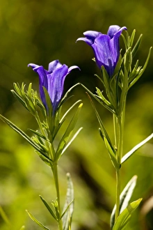 Images Dated 8th July 2007: Marsh Gentian (Gentiana pneumonanthe). An autumn-flowering species