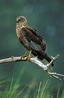 Images Dated 1st July 2011: Marsh Harrier
