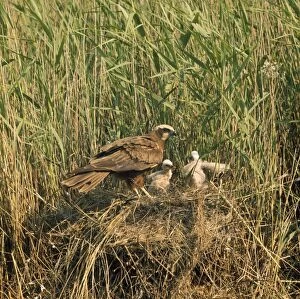 Images Dated 26th October 2010: Marsh Harrier - adult at nest with young - Denmark