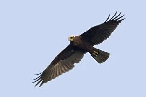 Marsh harrier - female in flight
