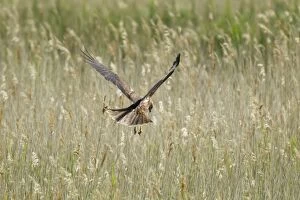 Marsh Harrier - female hunting over marsh