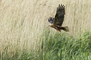 Images Dated 5th June 2011: Marsh Harrier - female with prey