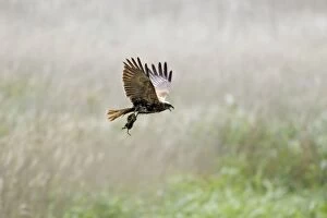 Marsh Harrier - female with prey
