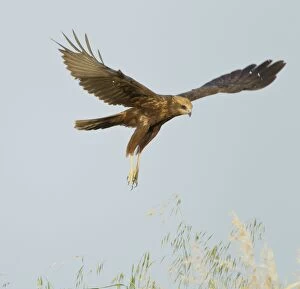 Images Dated 8th April 2012: Marsh Harrier - in flight hunting for food - April