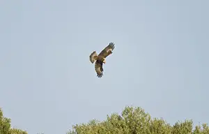 Marsh Harrier - In flight hunting - September - Suffolk - UK
