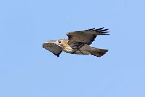 Marsh Harrier - hunting over fields