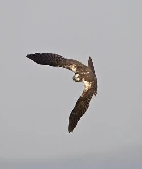 Images Dated 1st September 2010: Marsh Harrier - hunting over fields
