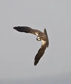 Harrier Prints: Marsh Harrier - hunting over fields - Tarifa - Andalucia - Spain - September