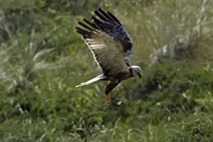 Marsh Harrier - Immature bird in flight, hunting Isle of Texel, Holland