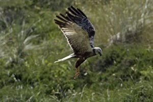 Marsh Harrier - Immature bird in flight, hunting