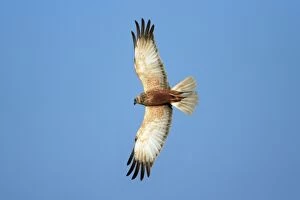 Marsh Harrier - male in flight