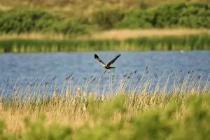 Images Dated 23rd May 2008: Marsh Harrier - male in flight over breeding territory